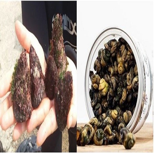 보말살(자숙)_0.5Kg*4팩