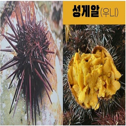 제주성게알_0.5Kg*4팩