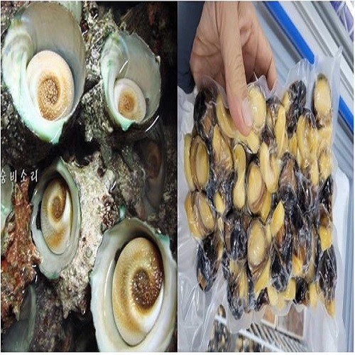 자숙뿔소라살_0.3Kg*5팩